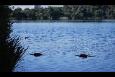 Karperwedstrijd 095 (Small)